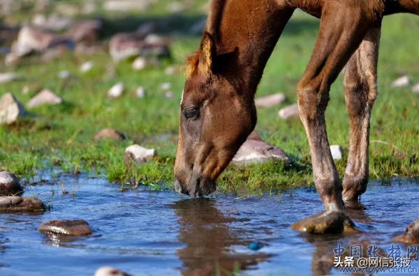 金秋山丹軍馬場雄渾壯美