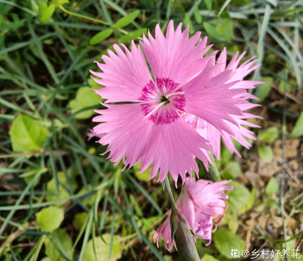 秋播時間到,掌握好播種技巧,出芽率直線上升 秋播時間到,掌握好播種技巧,出芽率直線上升