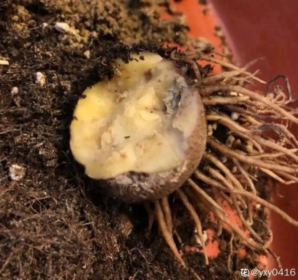 10種花，冬天別噴水，越噴越爛葉，變成光桿特醜