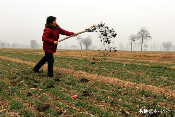 豬糞、牛糞、羊糞、雞糞,哪種“糞”肥效好?3分鐘看明白 豬糞、牛糞、羊糞、雞糞,哪種“糞”肥效好?3分鐘看明白