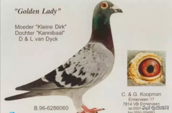 傑出的賽鴿家考夫曼經典配對 傑出的賽鴿家考夫曼經典配對