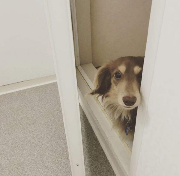 狗狗喜歡跟著主人上廁所的原因，看完，有被暖到