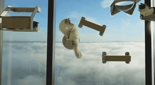 “貓咪住進60層頂樓”被刷爆,網友:救命!美瘋了 “貓咪住進60層頂樓”被刷爆,網友:救命!美瘋了