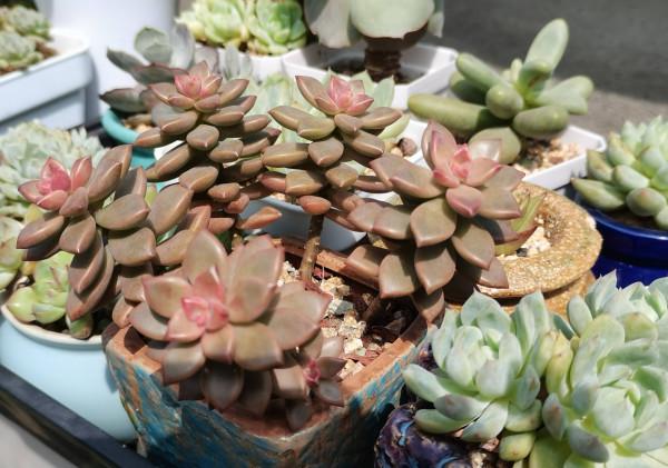 養多肉，有一點很關鍵，枝葉茁壯變老樁，顏色狀態都很贊