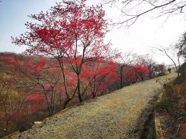 廣東的規模最大，品種最多的櫻花觀賞地