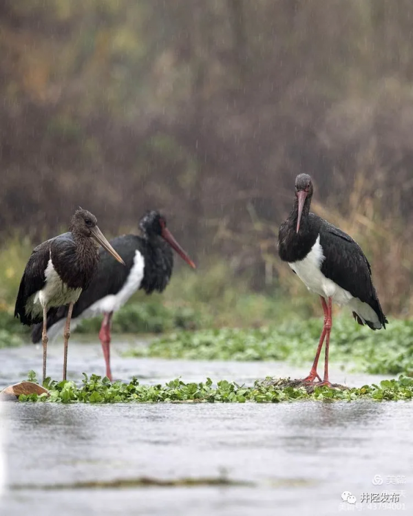 美日一景&CenterDot;井陘美 &vert; 井陘&OpenCurlyDoubleQuote;貴賓&rdquo;！