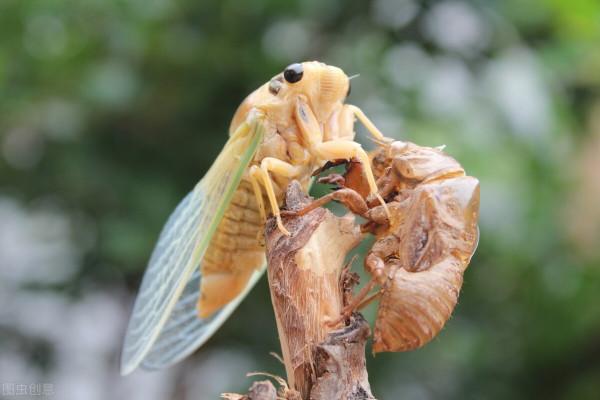 生物的壽命排名——最短暫與永生的生命