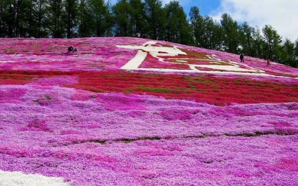 花開如彩色地毯般的草坪—叢生福祿考 花開如彩色地毯般的草坪—叢生福祿考