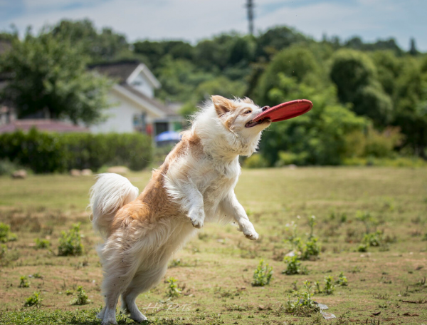 很多人都說準：從你養的狗，就知道你的性格