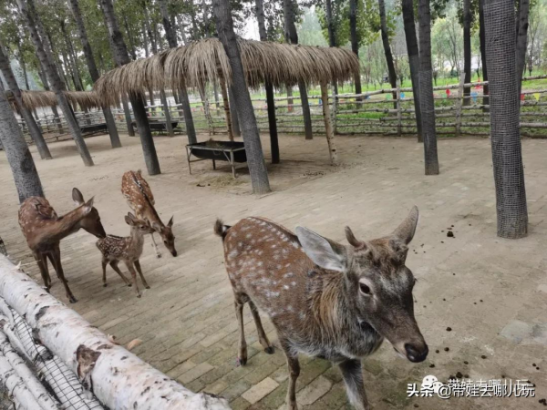 北京新開一家動物園,可以和老虎共進午餐 北京新開一家動物園,可以和老虎共進午餐