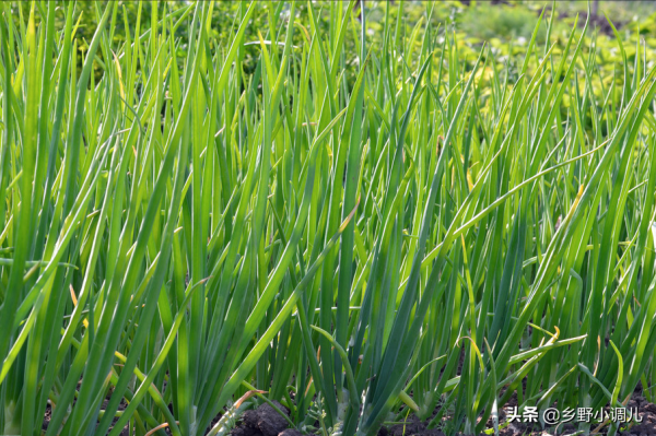 洋蔥的種植時間和方法? 洋蔥的種植時間和方法?