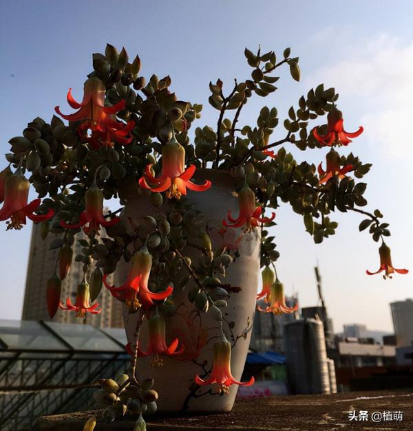 沒養達摩福娘，不知道達摩福娘如此美，養了卻愛不釋手
