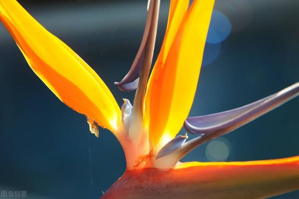 俗語“堂屋擺四花，美觀又發家”啥意思？哪四種花適合放在客廳？