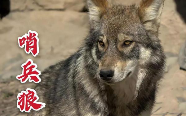 2019年，狼群陪戰士巡邏日久生情，退伍時，狼群舉動讓人淚目