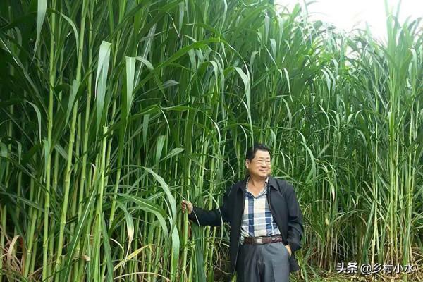 畝產30噸，植株高7米，可以連續收割15年，巨菌草如何栽培？