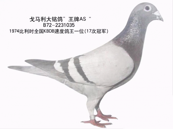 兩全其美的育種模式—雜交·近交與交叉育種法