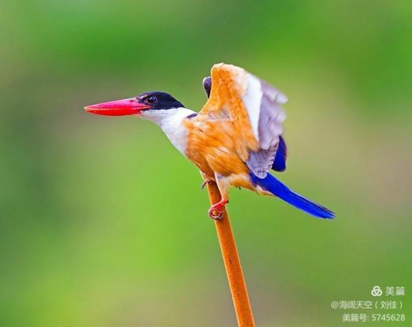 自然界中最美的鳥兒之一藍翡翠