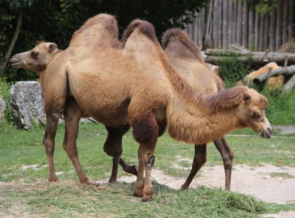 在沙漠中遇到死去的駱駝，為什麼不能碰？碰了後果有多嚴重？