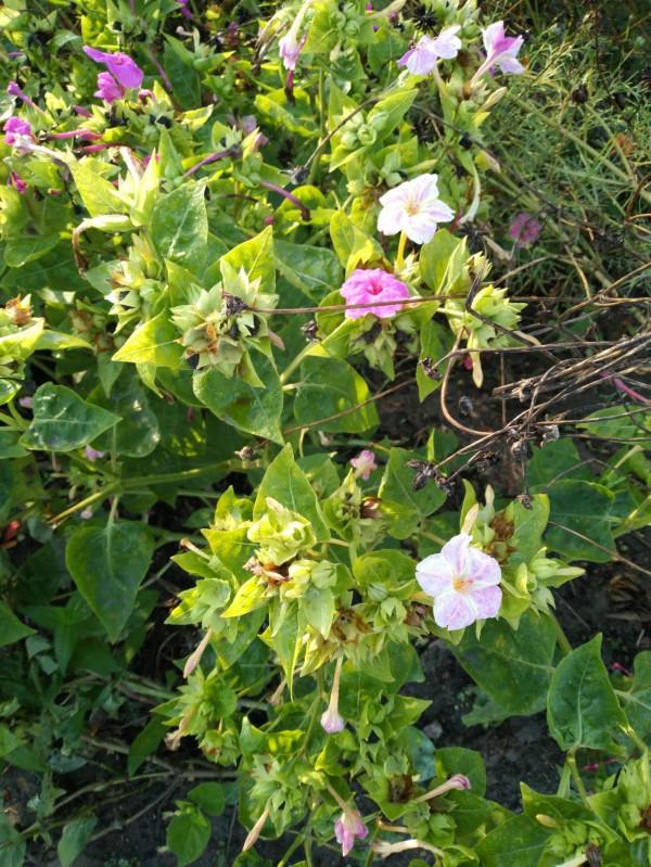 步行下班(八) 步行下班(八)