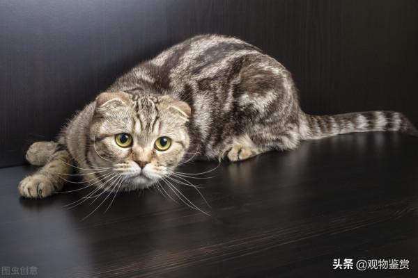 貓會發出不同的叫聲，表達不同的含義，貓嗷嗚長叫拖長尾音的意思