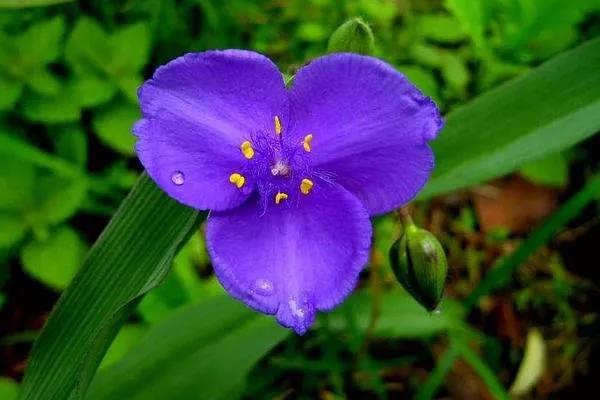 紫露草一一積極樂觀