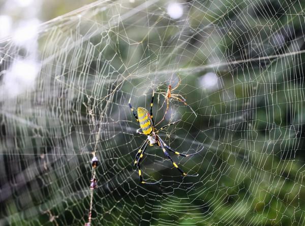 研究發現,雄蛛靠近雌蛛的方式,跟行星靠近恆星的方式異曲同工 研究發現,雄蛛靠近雌蛛的方式,跟行星靠近恆星的方式異曲同工