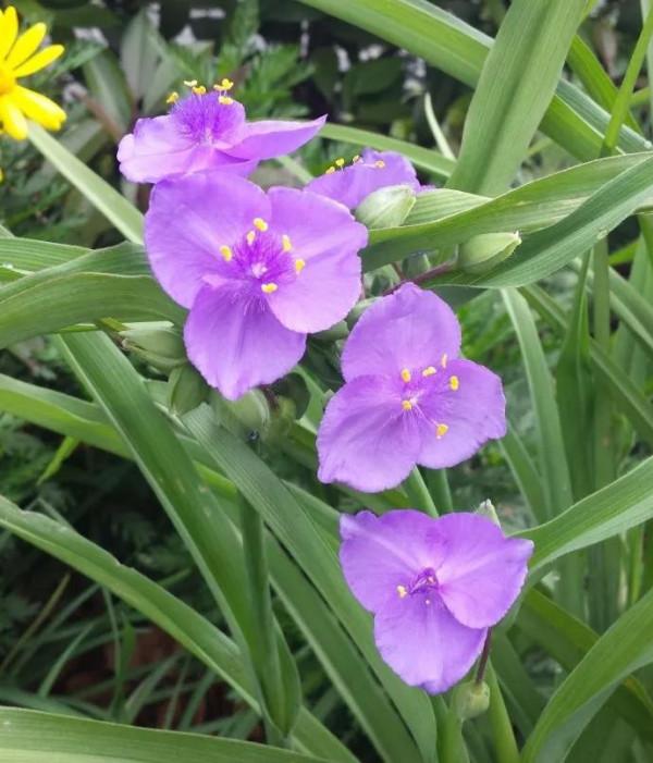 紫露草一一積極樂觀