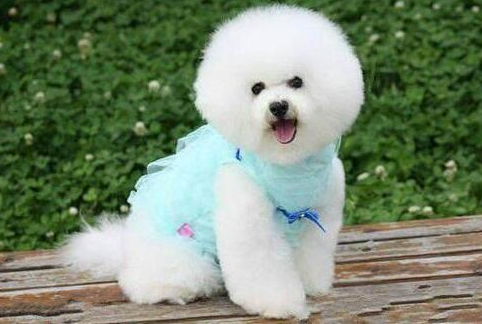 比熊犬舔主人嘴巴，其實有很多原因，不止是愛你