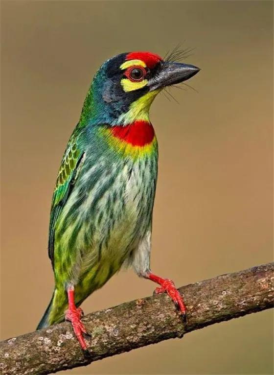 鴻運當頭,好運飛來 鴻運當頭,好運飛來