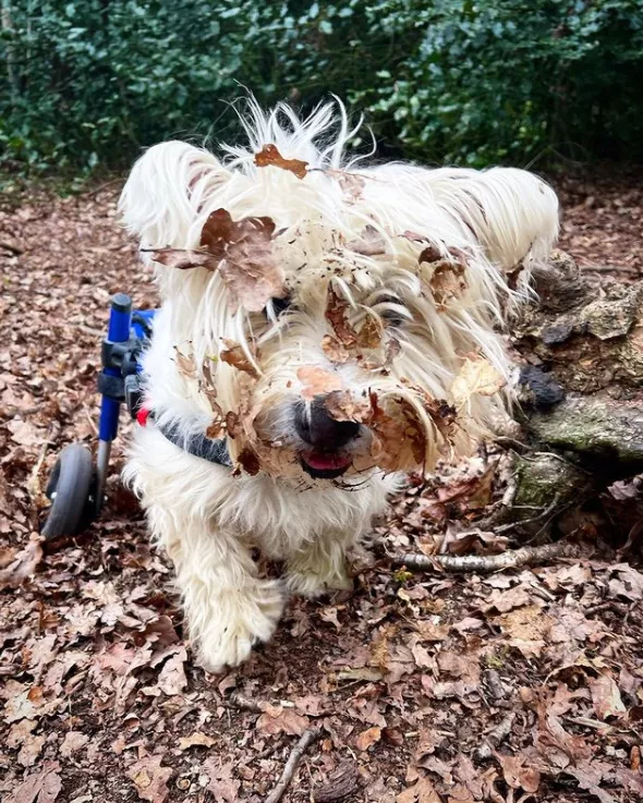 女主人養了一隻沒眼睛的狐狸，一隻沒腿總“翻車”的狗子，網友們：太可愛了吧