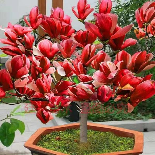 老話說&OpenCurlyDoubleQuote;客廳養花，富貴到家&rdquo;，花友：不是迷信是經驗