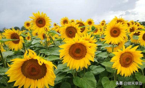 向陽而生-觀賞向日葵