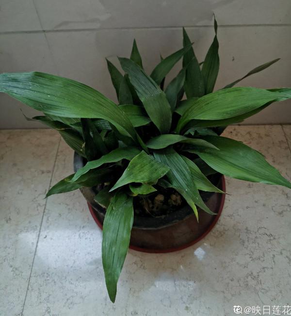 家裡光不好，就養10種耐陰綠植，葉子比花還要美