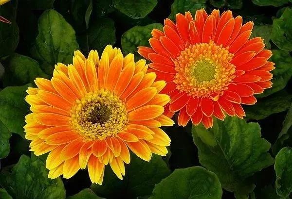 分享：花開並蹄，開得如此燦爛唯美，奇觀美景，令人陶醉