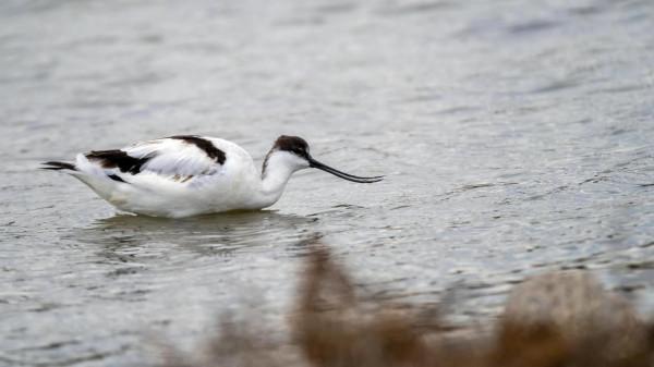 “海底撈”的高手-反嘴鷸 “海底撈”的高手-反嘴鷸
