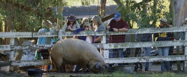 2010年,小夫妻買下1200畝荒地,只為一隻流浪狗,8年後年入千萬 2010年,小夫妻買下1200畝荒地,只為一隻流浪狗,8年後年入千萬