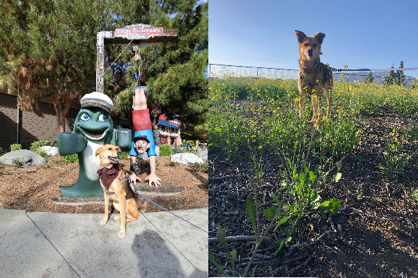 上班沒氣氛,老闆要求帶狗上班,這樣的公司還招不招人? 上班沒氣氛,老闆要求帶狗上班,這樣的公司還招不招人?