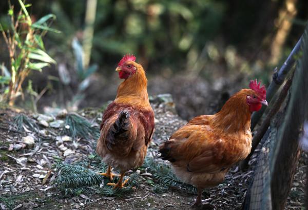 優質土雞市場需求如何？怎麼選擇土雞品種才能效益好