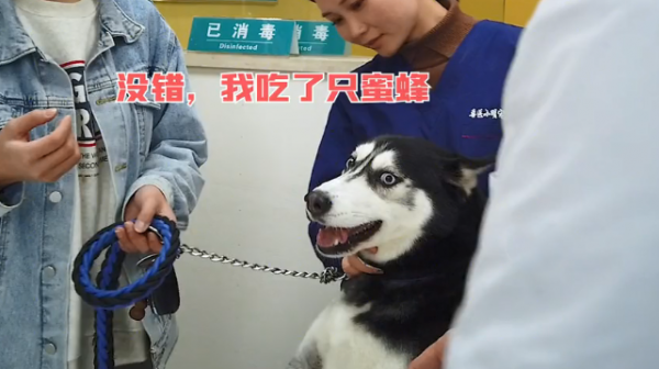 哈士奇追著蜜蜂咬，隔了會主人覺得不太對：你怎麼又搞事情了？