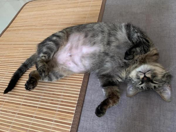 我家收編的正規喵（mimi姐）