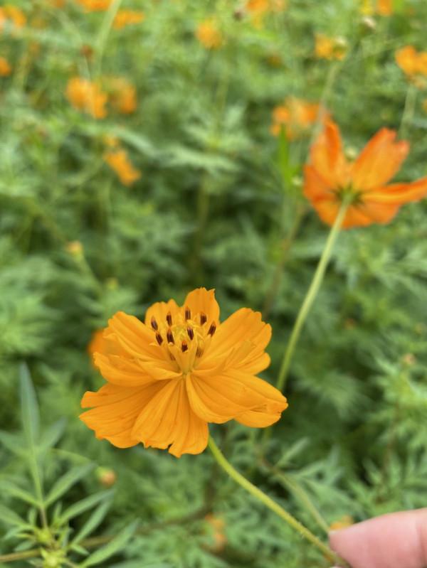 數萬株各色菊花、“心形”圖案百日草……北京奧森花海進入盛花期