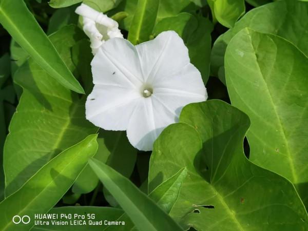 見過空心菜開的花嗎？