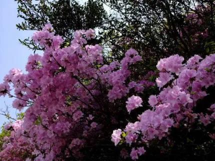 分享——杜鵑花