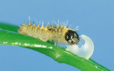 萌萌的大眼蟲子——柑橘鳳蝶