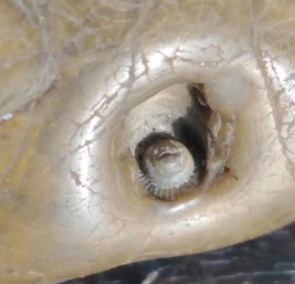 2009年他在江西撿到一塊石頭，3年後價格漲到38萬