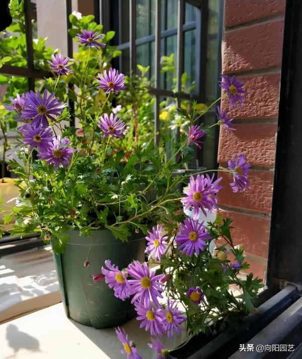 立春了，8種“香香花”，適合“陽臺黨”，大膽施肥，輕鬆爆花