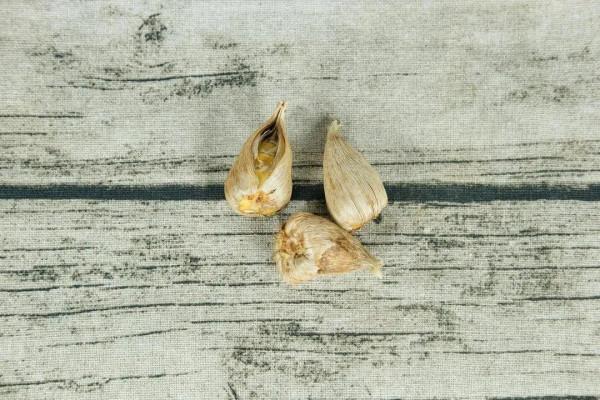 開花超香的香雪蘭，夏天葉子全黃了，挖出滿盆小球，大豐收