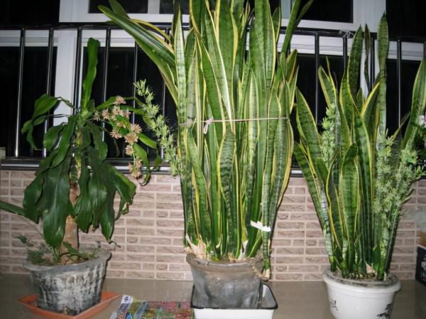 7種大型花，號稱“死不了”，看著很霸氣，還能吸廢氣，值得養