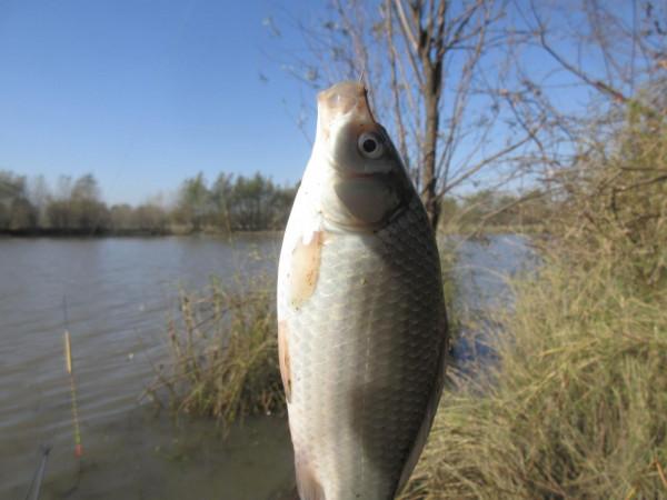 50多年的釣魚史教會我,小鉤簡餌也能釣到大魚 50多年的釣魚史教會我,小鉤簡餌也能釣到大魚