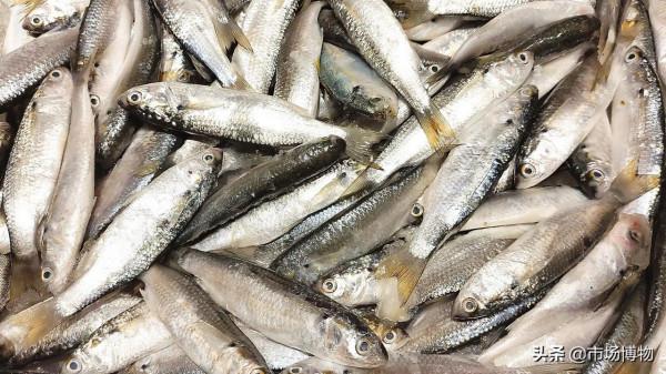 市場博物——鯔（烏頭），鮻（黃劑），前鱗骨鯔（蜆魚）